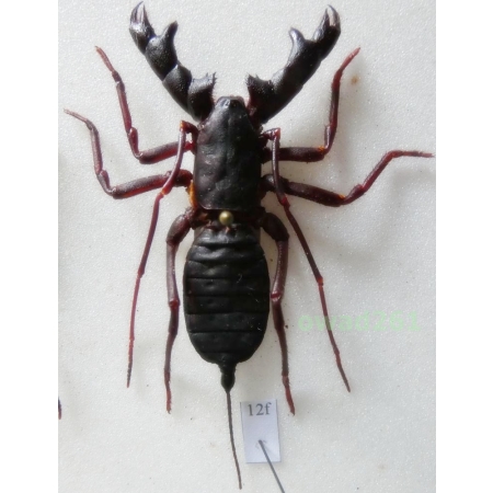 Hypoctonus rangunensis (Oates, 1889) +55mm Thailand12f